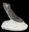 Large, Hollardops Trilobite - Exceptional Specimen #56553-6